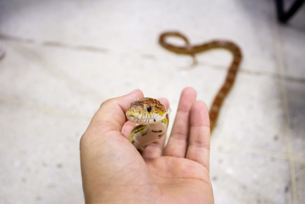La serpiente del maíz como mascota